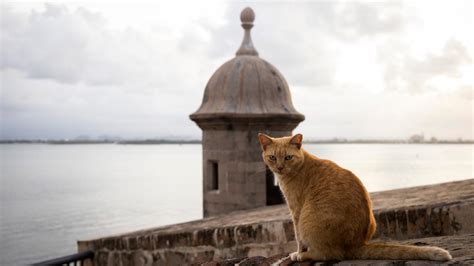 Stray cats will be removed from historic Puerto Rico fortress